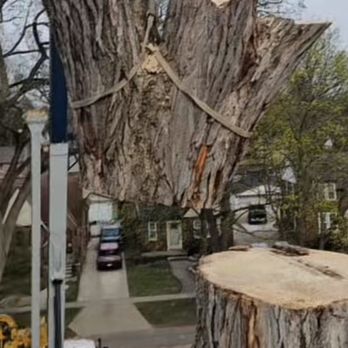 Spears Tree Service - Craning out large sections of tree - Tree Services Near Me - Plymouth, Michigan Spears Tree Service - Craning out large sections of tree - Tree Services Near Me - Plymouth, Michigan