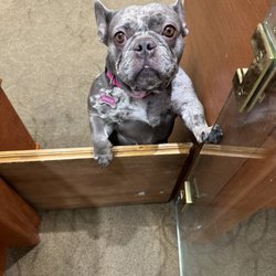 The Jewelry Salon - Sweetie pie 4-legged employee
