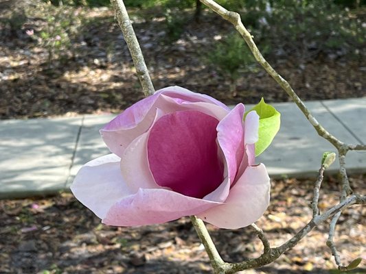 Kanapaha Botanical Gardens by null