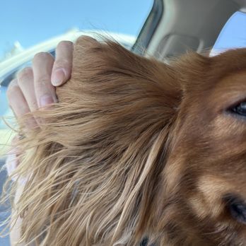 Doggie Do - damp dirty ear immediately noticed when we got in the car - Pet Groomers Near Me - Las Vegas, Nevada