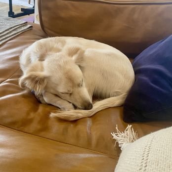 LA Pets Alive - Happy, sleepy pup. Than you LA Pets Alive! - Animal Shelters Near Me - Tarzana, California LA Pets Alive - Happy, sleepy pup. Than you LA Pets Alive! - Animal Shelters Near Me - Tarzana, California