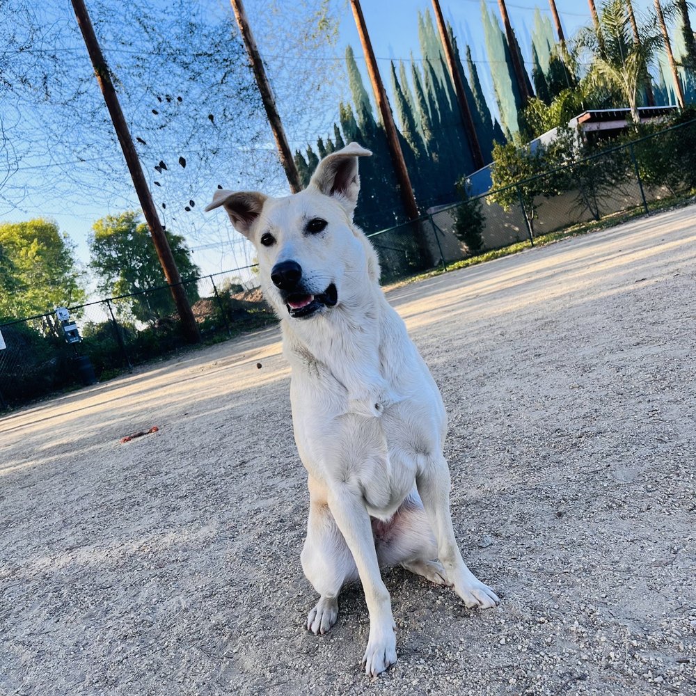 FLORA VISTA DOG PARK Updated September 2024 74 Photos & 32 Reviews