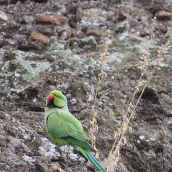 Colosseum - Ruby ringed parakeet..,apparently they live here - Landmarks & Historical Buildings Near Me - Rome, RM Colosseum - Ruby ringed parakeet..,apparently they live here - Landmarks & Historical Buildings Near Me - Rome, RM