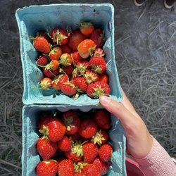 Shenk's Berry Farm - Yummy strawberries