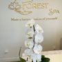 Photo of Forest Spa