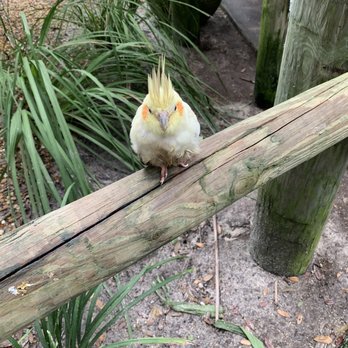 Brevard Zoo - Zoos Near Me - Melbourne, Florida Brevard Zoo - Zoos Near Me - Melbourne, Florida
