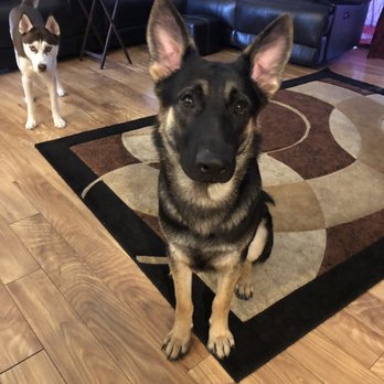 PetSmart - My German Shepard - Pet Training Near Me - Cape Coral, Florida PetSmart - My German Shepard - Pet Training Near Me - Cape Coral, Florida