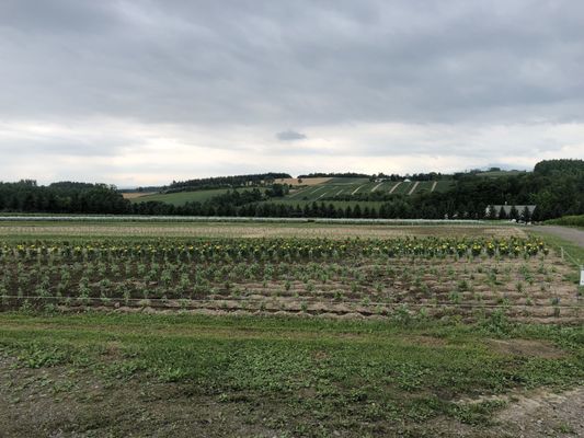 Flower Land Kamifurano by null