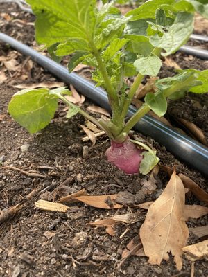 Raleigh City Farm by null