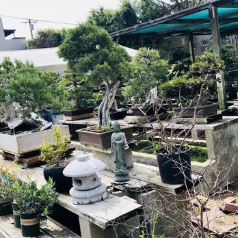 Yamaguchi Bonsai Nursery - Nurseries & Gardening Near Me - Los Angeles, California Yamaguchi Bonsai Nursery - Nurseries & Gardening Near Me - Los Angeles, California