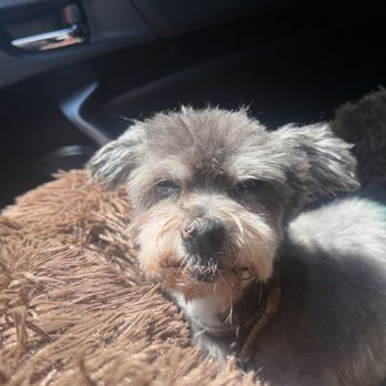 Puffytail  Pet Grooming - her super cute summer cut - Pet Groomers Near Me - Encino, California