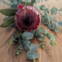 Helen's Flower Shop - Protea with Eucalyptus