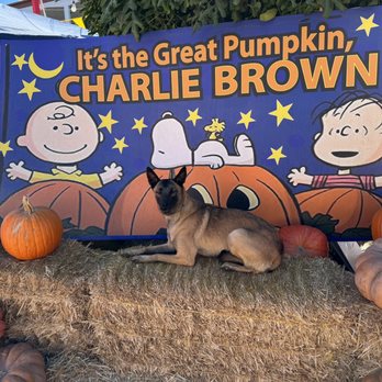 Pasadena Pumpkin Patch - Pumpkin Patches Near Me - Pasadena, California