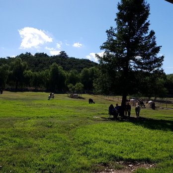 Alpacas at Windy Hill - Attraction Farms Near Me - Somis, California