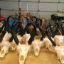 Skull Designs