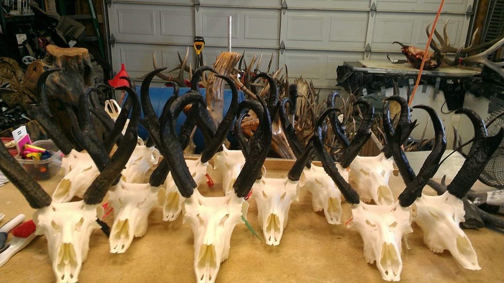 Skull Designs - taxidermy in Salem, UT
