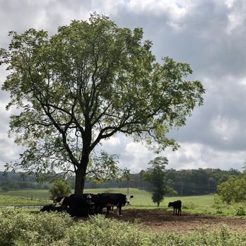 Stone Tower Winery - Cows - Wineries Near Me - Leesburg, Virginia Stone Tower Winery - Cows - Wineries Near Me - Leesburg, Virginia