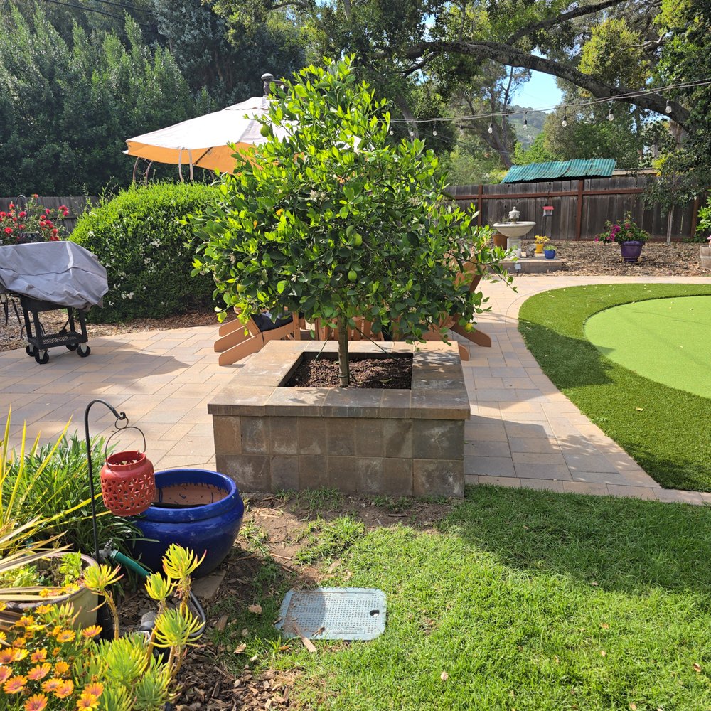 Silverstone Landscaping & Tree Services - Planter box for Lemon Tree - Landscaping Near Me - Salinas, California Silverstone Landscaping & Tree Services - Planter box for Lemon Tree - Landscaping Near Me - Salinas, California
