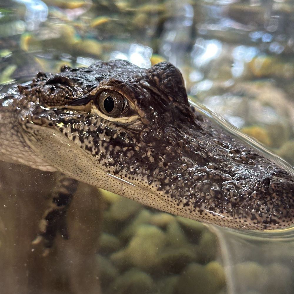 Audubon Aquarium - Aquariums Near Me - New Orleans, Louisiana Audubon Aquarium - Aquariums Near Me - New Orleans, Louisiana