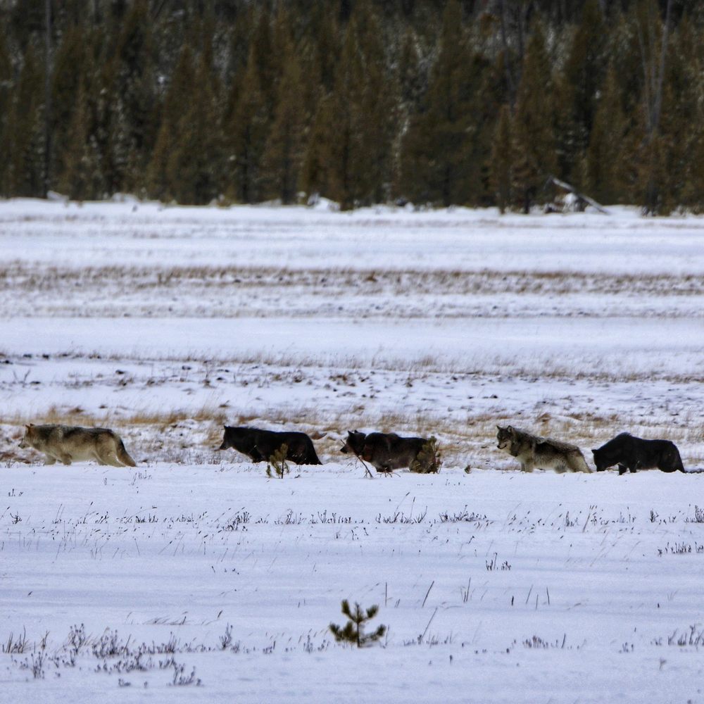 Yellowstone Vacation Tours - Tours Near Me - West Yellowstone, Montana Yellowstone Vacation Tours - Tours Near Me - West Yellowstone, Montana