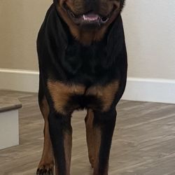 Companion's 'R' Us Dog Training - Rottweiler