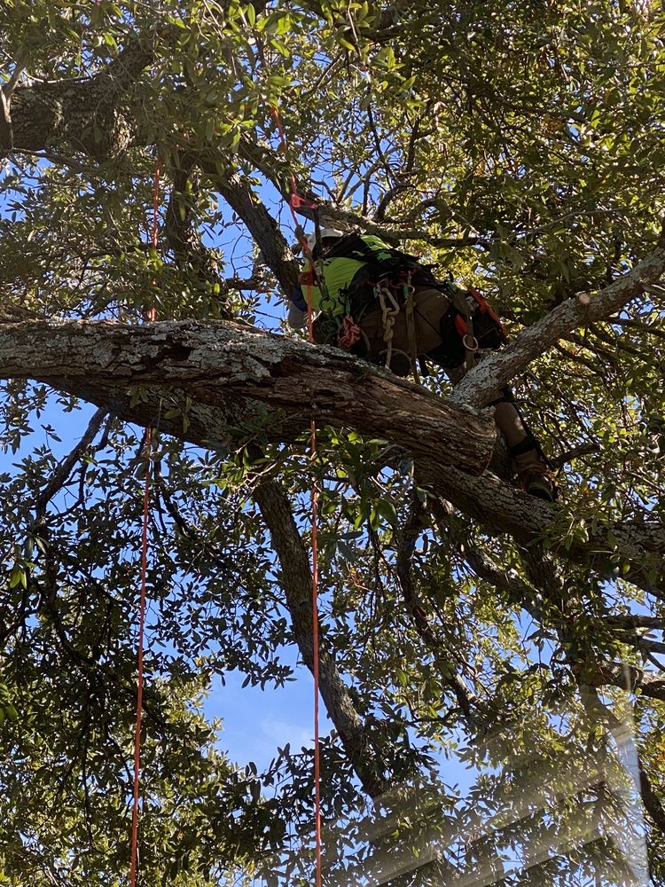 TREE MASTERS Updated September 2024 27 Photos 701 E Blvd