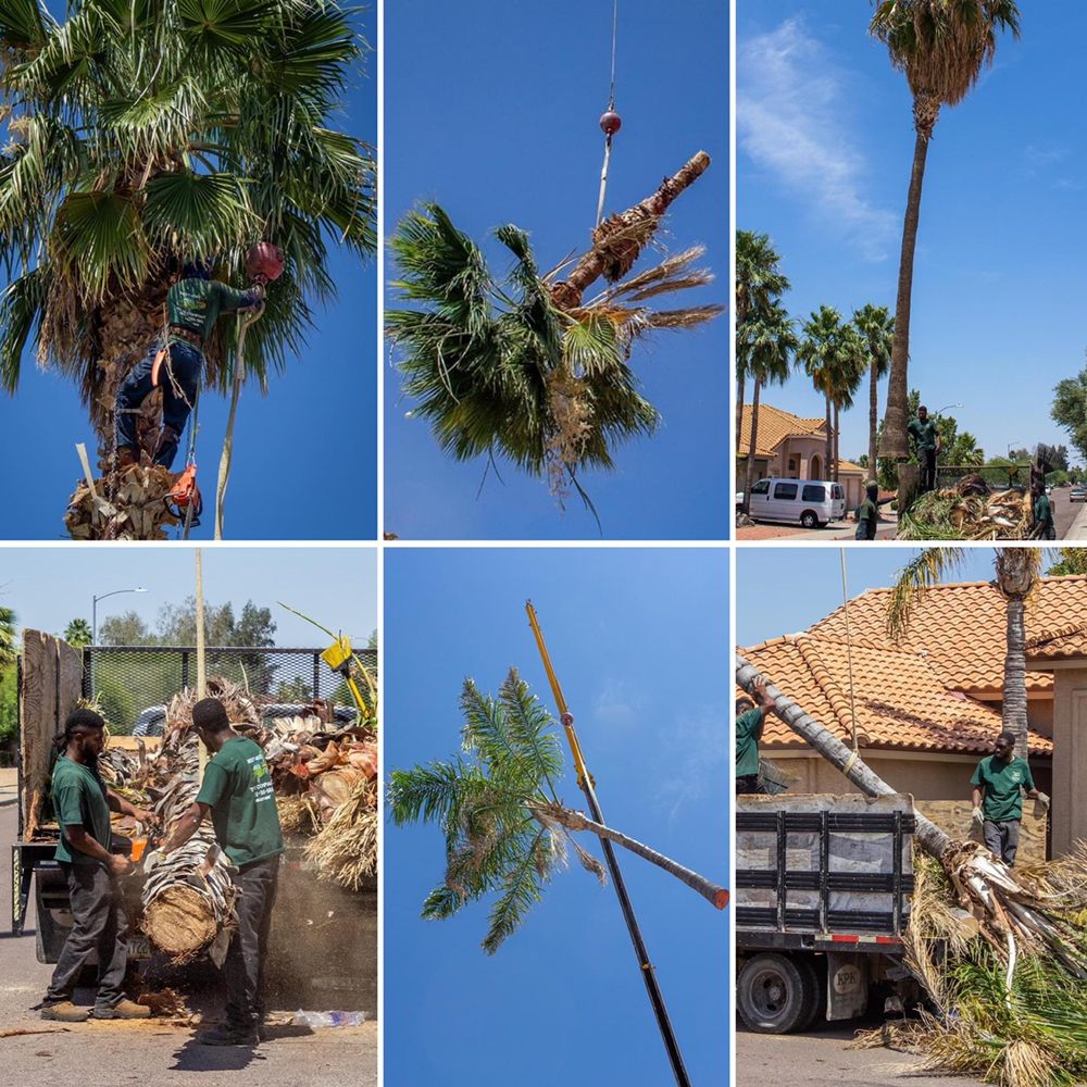 BEST WEST TREE COMPANY Updated September 2024 23 Photos Phoenix