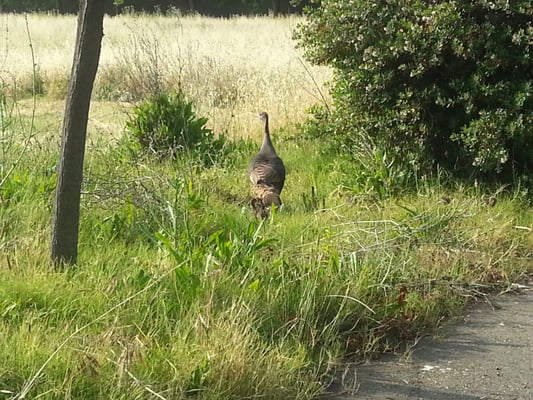 NAPA Auto Parts by null