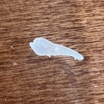 El Jalisco - Plastic piece I found in my food! Gross! - New Mexican Cuisine Near Me - Spring Branch, Texas El Jalisco - Plastic piece I found in my food! Gross! - New Mexican Cuisine Near Me - Spring Branch, Texas
