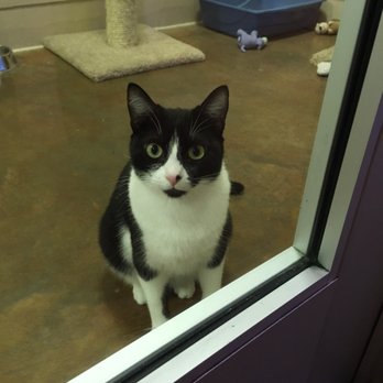 Joybound - Animal Shelters Near Me - Walnut Creek, California Joybound - Animal Shelters Near Me - Walnut Creek, California