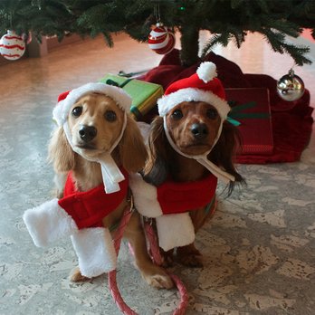 Crown Dachshunds - Mocha and Latte getting ready for the holidays! - Pet Breeders Near Me - Loma Linda, California Crown Dachshunds - Mocha and Latte getting ready for the holidays! - Pet Breeders Near Me - Loma Linda, California