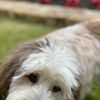 2 Dreamers Pet Salon gift card