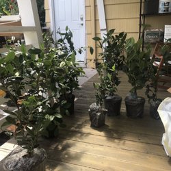 Camellia Forest Nursey - Variety of tea plants from CFN in good condition. After being shipped across the United States.