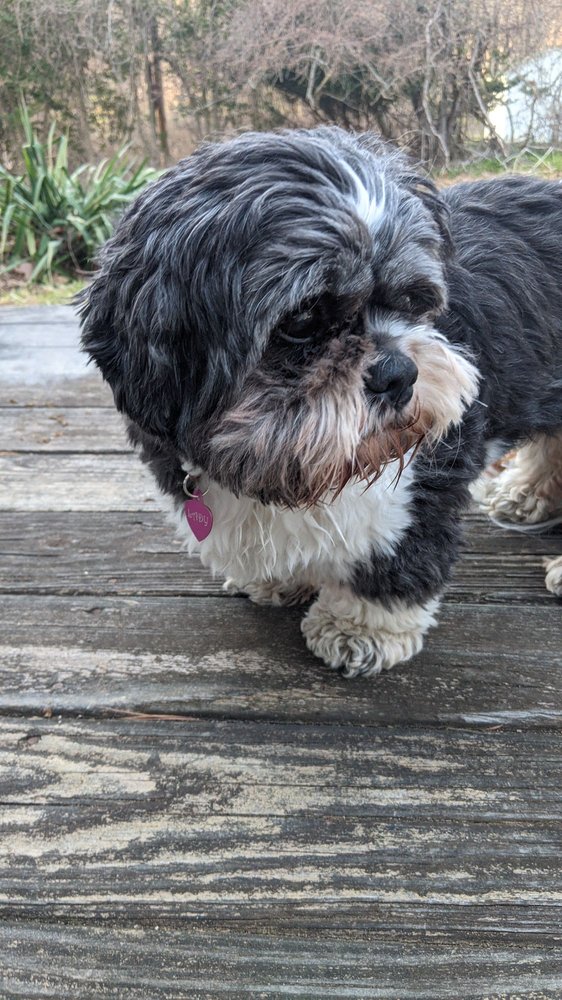 MOBILE GROOMING BY LISA Updated August 2024 157 Ames Hollow Rd