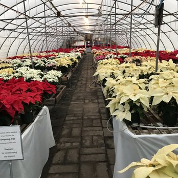 Glick's Greenhouse - So many poinsettias! - Nurseries & Gardening Near Me - Oley, Pennsylvania