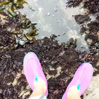 Fitzgerald Marine Reserve - wear water shoes, it will keep your feet from getting cut up! - Parks Near Me - Moss Beach, California Fitzgerald Marine Reserve - wear water shoes, it will keep your feet from getting cut up! - Parks Near Me - Moss Beach, California