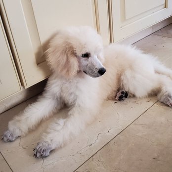 The Ark Pet Salon - Sofia after her ist visit! So perfect! - Pet Groomers Near Me - Seal Beach, California The Ark Pet Salon - Sofia after her ist visit! So perfect! - Pet Groomers Near Me - Seal Beach, California