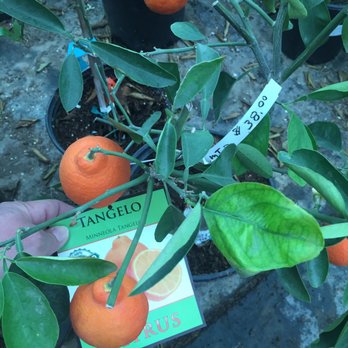 Hofmans'nursery - Nurseries & Gardening Near Me - Hanford, California