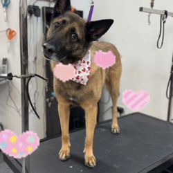 Howlistic Grooming - My pup Moe loves Howlistic Grooming!!!!! Great service, easy appointments