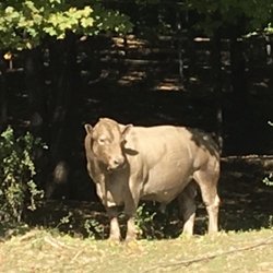 Mountbrook Farm - One of the gorgeous Beefalo at the farm.