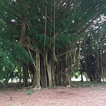 Banyan Drive - Local Flavor Near Me - Hilo, Hawaii Banyan Drive - Local Flavor Near Me - Hilo, Hawaii