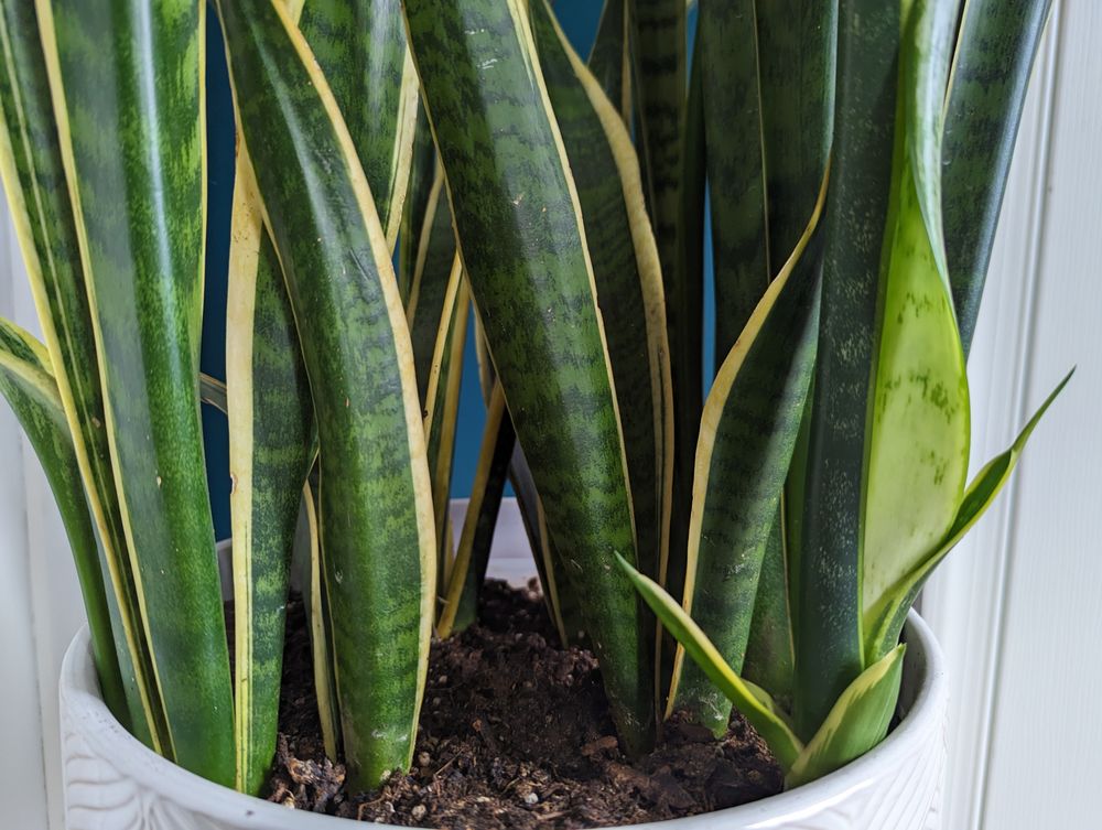 Mala Mantis Counseling - grief counselor in Fort Detrick, MD