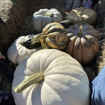 Pearson's Pumpkin Place - Not just your normal orange pumpkins to choose from! - Venues & Event Spaces Near Me - Eagle, Nebraska Pearson's Pumpkin Place - Not just your normal orange pumpkins to choose from! - Venues & Event Spaces Near Me - Eagle, Nebraska