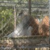 Popcorn Park Zoo gift card