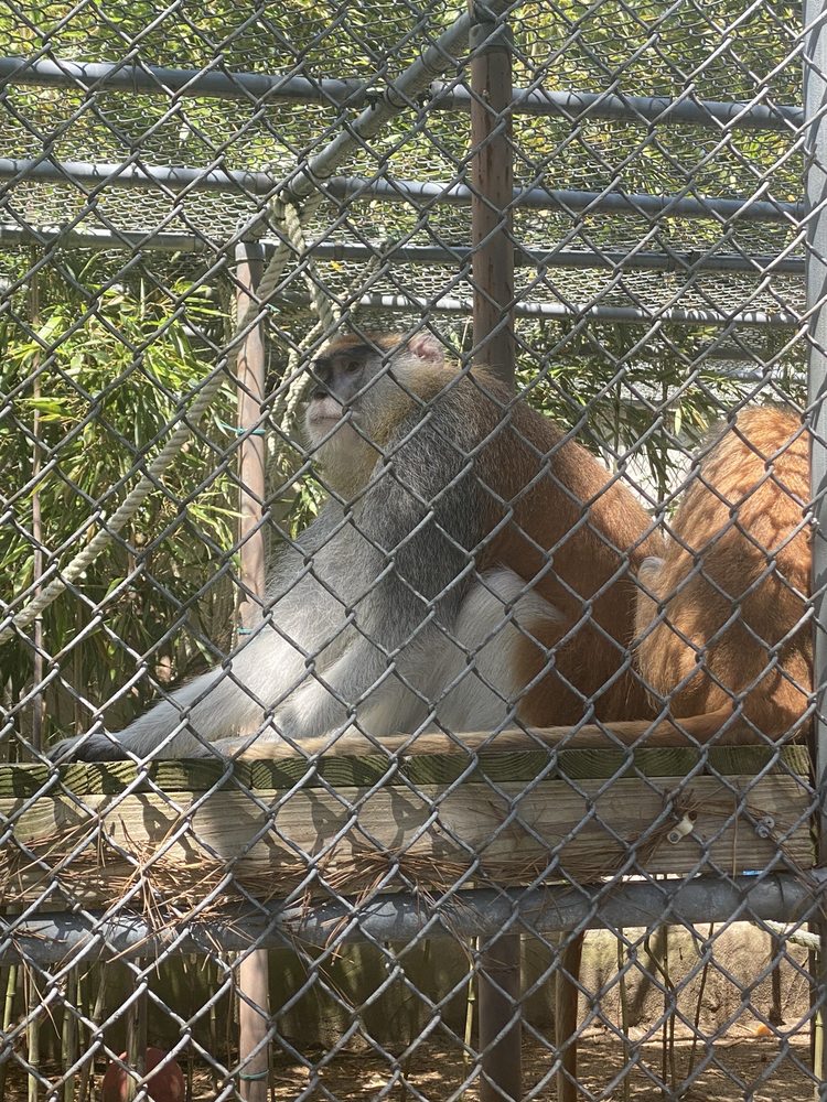 Popcorn Park Zoo Image