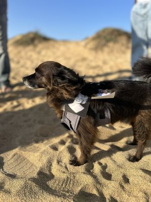 The Sanctuary Beach Resort by null