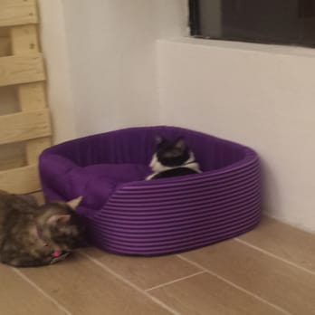 Cat Cafe Manila - Cafes Near Me - Quezon City, NCR