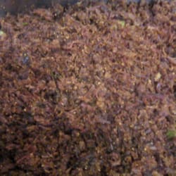 Libanu's Restaurante - PAÇOCA DE CARNE DE SOL. VOCÊ ENCONTRA AQUI...
