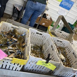 Blue Crabs. (Easter prices) High demand. Blue Crabs. (Easter prices) High demand.