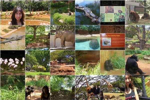 Honolulu Zoo by null